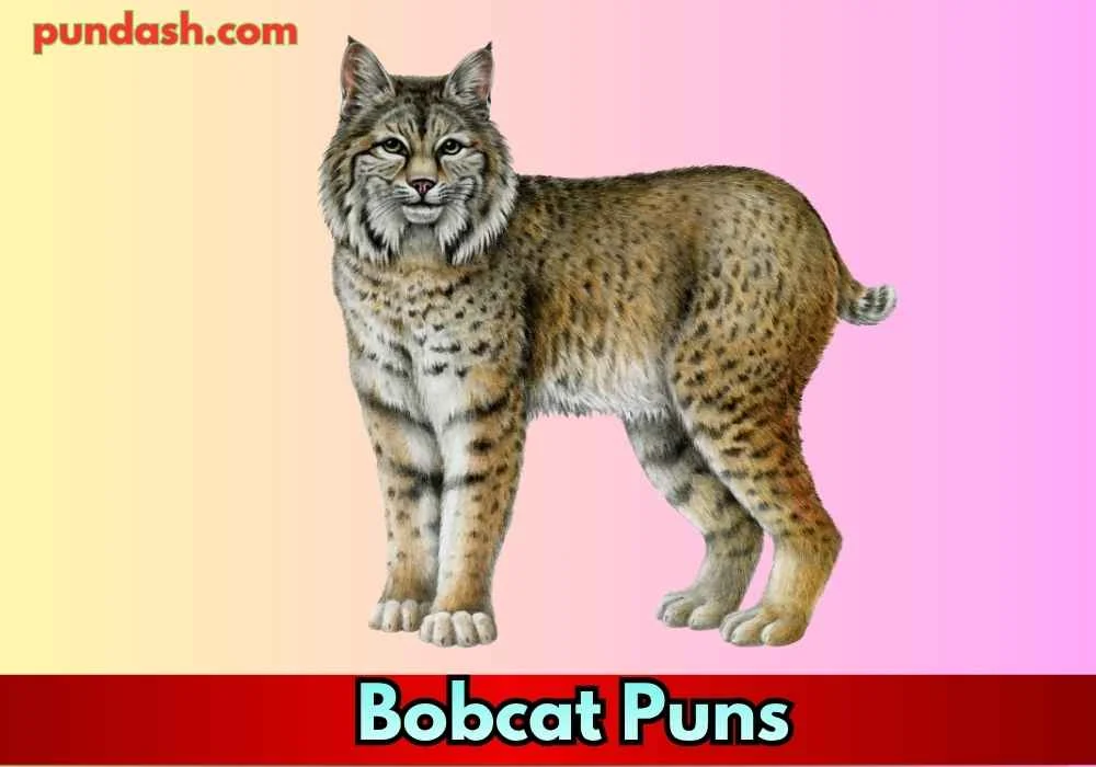 Bobcat Puns for Dark and Moody Themes
