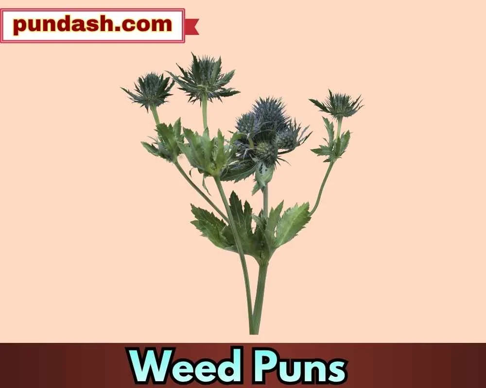 Cloudy Chuckles