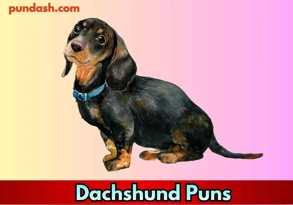 Funny Dachshund Puns for Everyday Smiles 