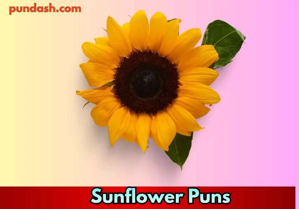 Sunflower Puns for Friends