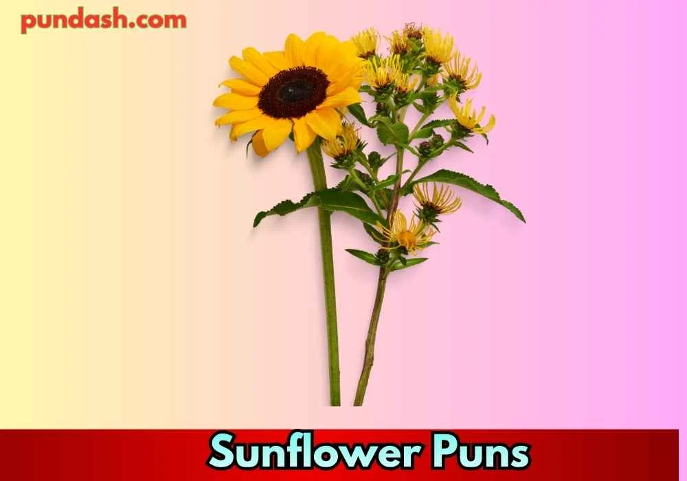Sunflower Puns for Instagram Captions